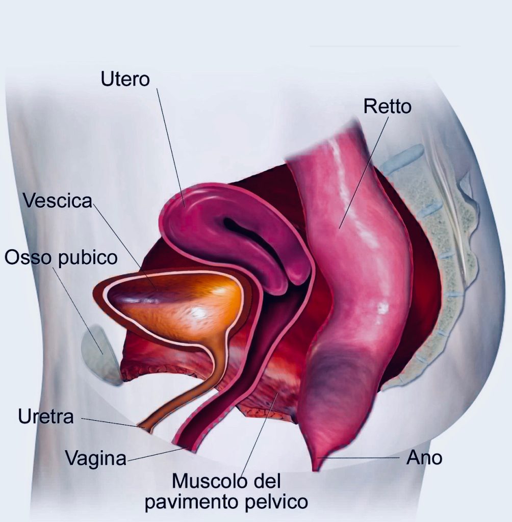 Pavimento Pelvico