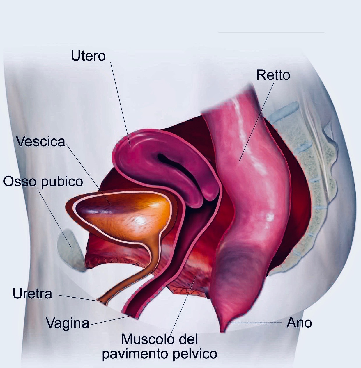 Pavimento Pelvico - Giuseppe Pozzi - Chirurgo